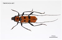 藏品(甲仙紅星天牛)的圖片